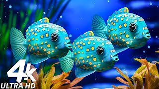 Аквариум 4K: захватывающие дух коралловые рифовые рыбы в 4K Ultra HD -Музыка для спокойной медитации