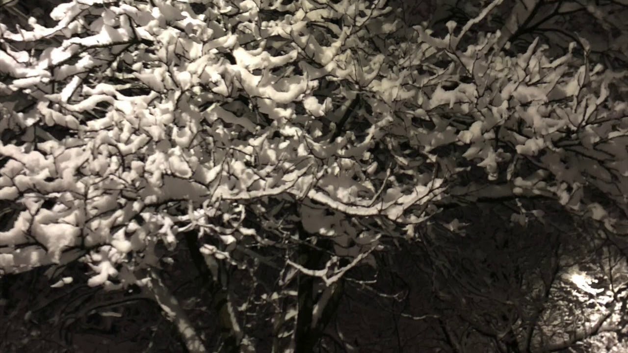 Forlorn YouTube forlorn-youtube