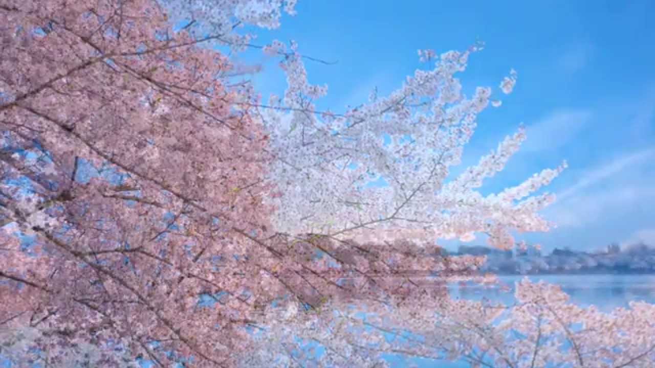 Watch 新里智子「SAKURA(桜)」 / My Little Music 1-09【Original Music Video】 on YouTube Watch 新里智子「SAKURA(桜)」 / My Little Music 1-09【Original Music Video】 on YouTube