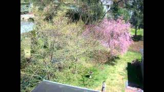 Spring Arrives Time Lapse 2014