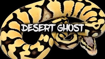 Desert Ghost - The Next Big Thing?