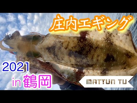アオリイカ 秋の庄内エギングに行ってみた In鶴岡 Youtube