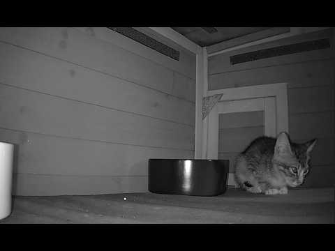 He thought he had found a friend, but the little stray cat spent the night alone at the shelter.