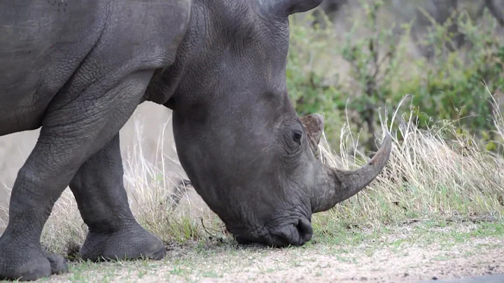 Tackling the illegal wildlife trade as a financial crime