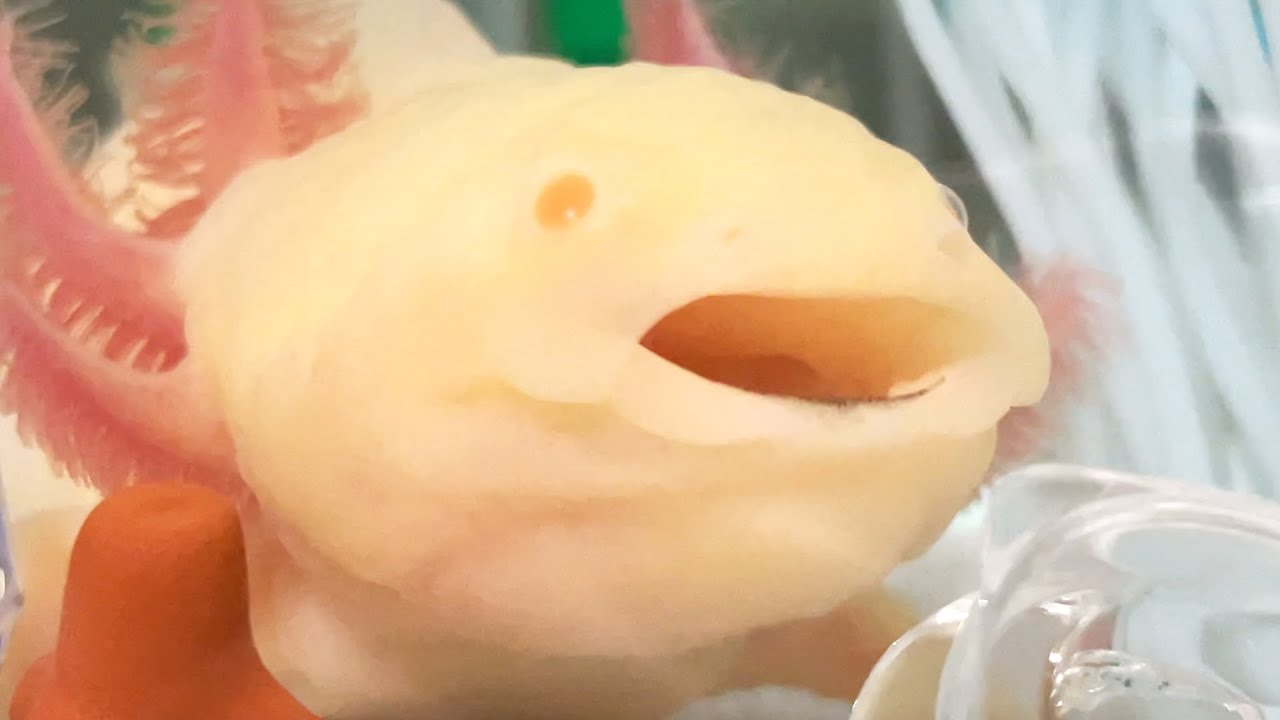 ユージン たのしい飼育当番 メキシコサラマンダー ミニチュア