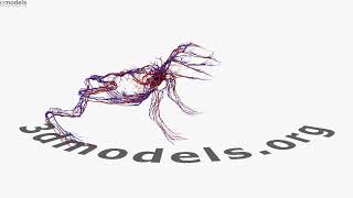 Frog Circulatory System 3D model by 3DModels.org