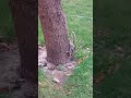 Squirrel khiskoli gilhri