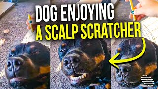 Dog Enjoying Some Good Head Scritches as Owner Uses a Scalp Scratcher