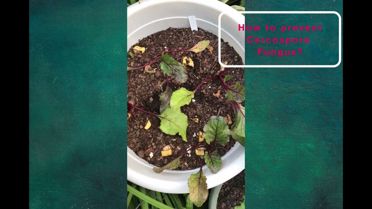 Just Beet It 2022 - Epic Fail Results