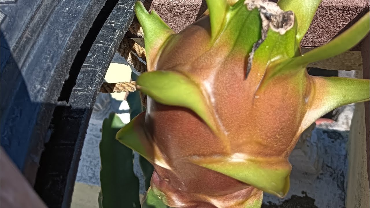 हेर्नुस् त ७ महिनामै १किलो को dragon fruit फलेको ,कसरी होला पूरा हेर्नुस् है 