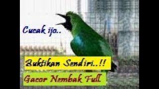 Kicau Amatir Videos Kicau Amatir Clips Clipfail Com