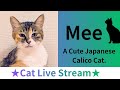 ★Cat Live Stream★83【My cat rubs against my legs】