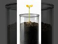 Mini Orange is a tiny citrus plant with shiny leaves and small bright-orange fruits.