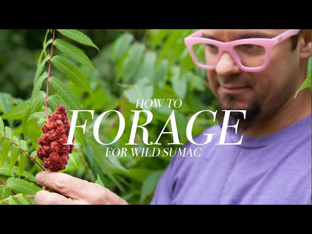 Foraging for Sumac with Chef Shawn Adler class=