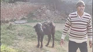 Yeh too black baffalo ka child # isska naam jhota hai # subscribe