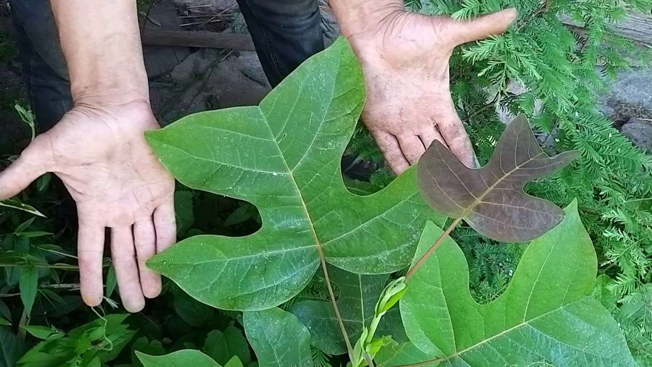 Китайский уголок