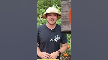 🍅 Mistake #4 to Avoid   Over Pruning Tomatoes! 🍅❌ #GardeningTips #TomatoCare