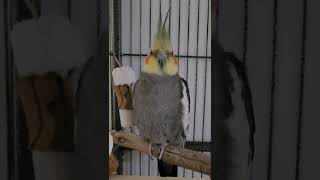 Sleepy Bird Gets Woken Up