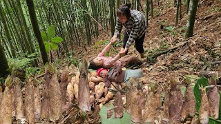 Download Lagu Harvesting the first bamboo shoots of the season to sell and cook with my daughter | Tương Thị Mai MP3