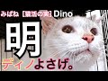 みぱねサブチャン［猫活の実］（明）ディノ治療2回目・クロちゃんドナー候補見つかる・メメちゃん　みぱねの子・のり　ありがとう。