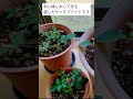 ダリアとバラ【挿し木で増やす】 #shorts #ダリアの挿し木 #バラの挿し木 #挿し木
