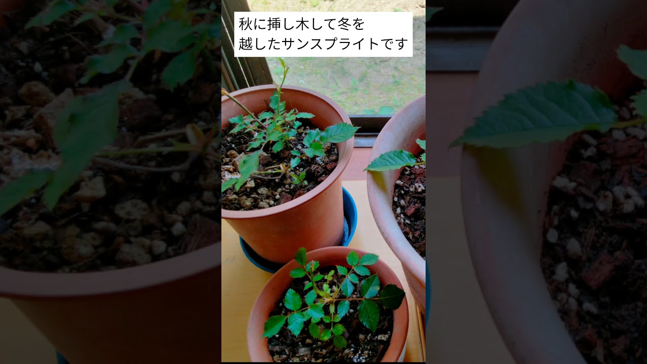 ダリアとバラ【挿し木で増やす】 #shorts #ダリアの挿し木 #バラの挿し木 #挿し木