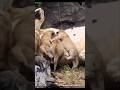 Newborn baby lion cubs desperate for mom's milk #lion #shorts