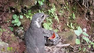 The cuckoo keeps attacking the mother bird and asking for food下雨了，鸟妈妈在窝边躲雨，杜鹃鸟却不停攻击鸟妈妈