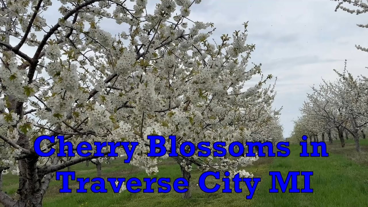 Cherry Blossoms in Traverse City YouTube