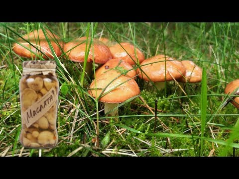 Как засолить грибы маслята. Рецепт соленых маслят