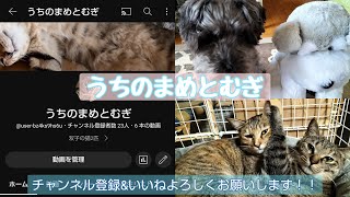 【癒し】まめとむぎの日常。時々ジョー🐶