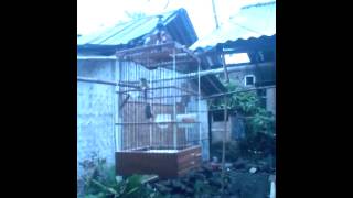 Burung percit di sangkar