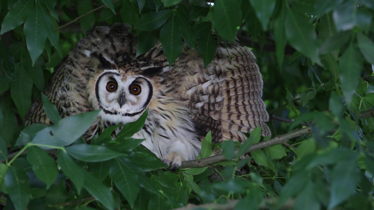 LECHUZÓN OREJUDO -  Striped Owl  -  Asio  clamator