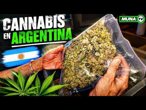 Argentina's Most Premium Cannabis Flowers 🇦🇷 ⭐