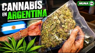Argentiniens erstklassigste Cannabisblüten 🇦🇷