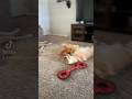 I spy my little eye something odd? #goldenretriever #funny #dogs #tiktok #￼goofy #happy