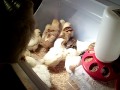 Chicks in their new brooder box! :)