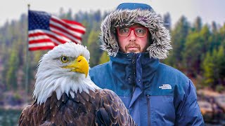 Let's Talk About America's Iconic Bald Eagle