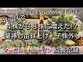 141{多肉植物}たった4ヶ月で約10倍近くに増えた❗マーガレットレッピンの子株外しと葉挿し苗鉢上げ Succulent