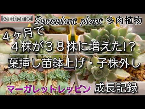 no. 37 葉挿し発根もしくは発芽済み＋マーガレットレッピンのカット苗