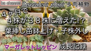 141{多肉植物}たった4ヶ月で約10倍近くに増えた❗マーガレットレッ