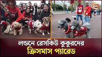 Thumbnail for লন্ডনের হয়ে গেল রেসকিউ কুকুরদের ক্রিসমাস প্যারেড | Dog Christmas Jumper Parade | Channel 24