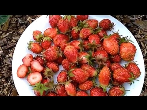 Земклуника „Пенелопа“ - YouTube