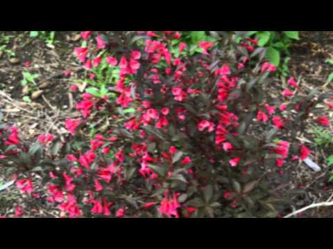 Video: Weigela 