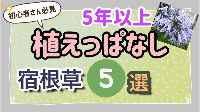 5年間植えっぱなし 丈夫で美しい宿根草5選 暖地でこれから花壇づくりされる方にオススメ Youtube 5年間植えっぱなし 丈夫で美しい宿根草5選 暖地でこれから花壇づくりされる方にオススメ Youtube