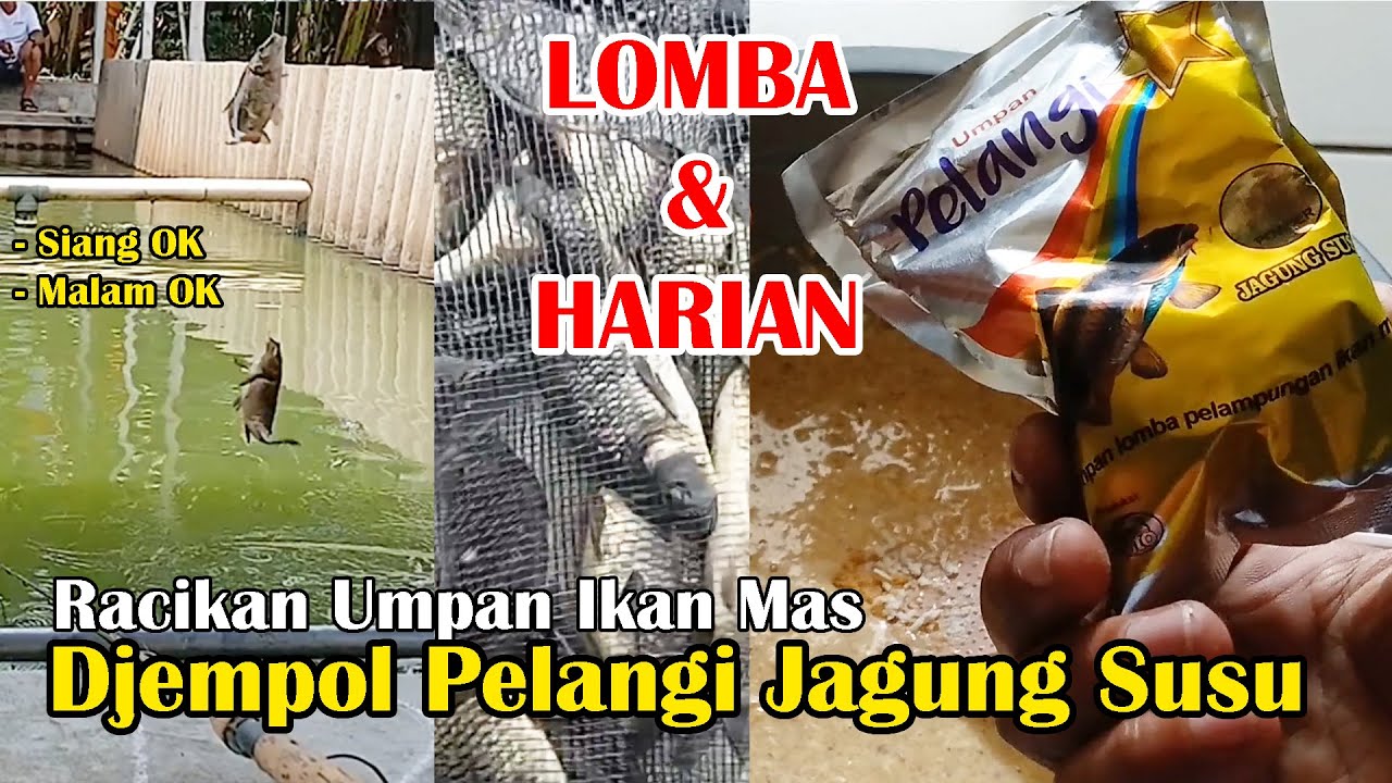 RACIKAN UMPAN IKAN MAS DJEMPOL PELANGI JAGUNG SUSU !!!! SANGAT DISUKAI IKAN BESAR DAN KECIL