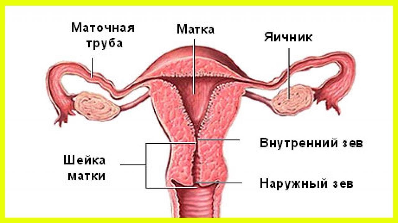 Как Выглядит Матка Перед Месячными Фото