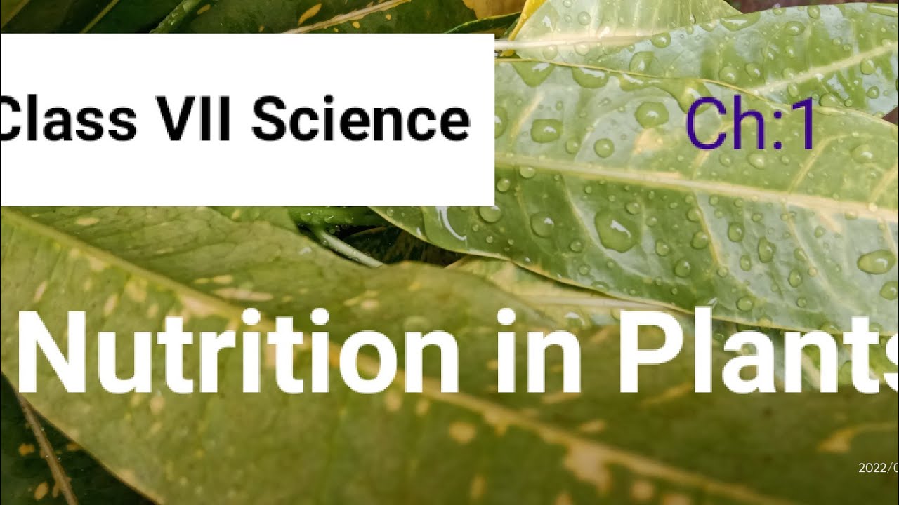 How do Plants Make their Food Nutrition in Plantsclass7science YouTube