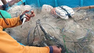 Posisi saat ini di pantai santolo, ikan membludak lagi dulur