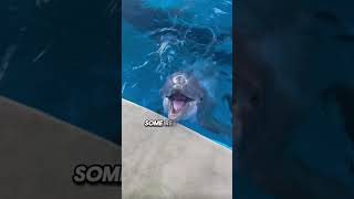 Do Dolphins Really Save Humans? What Science Actually Shows